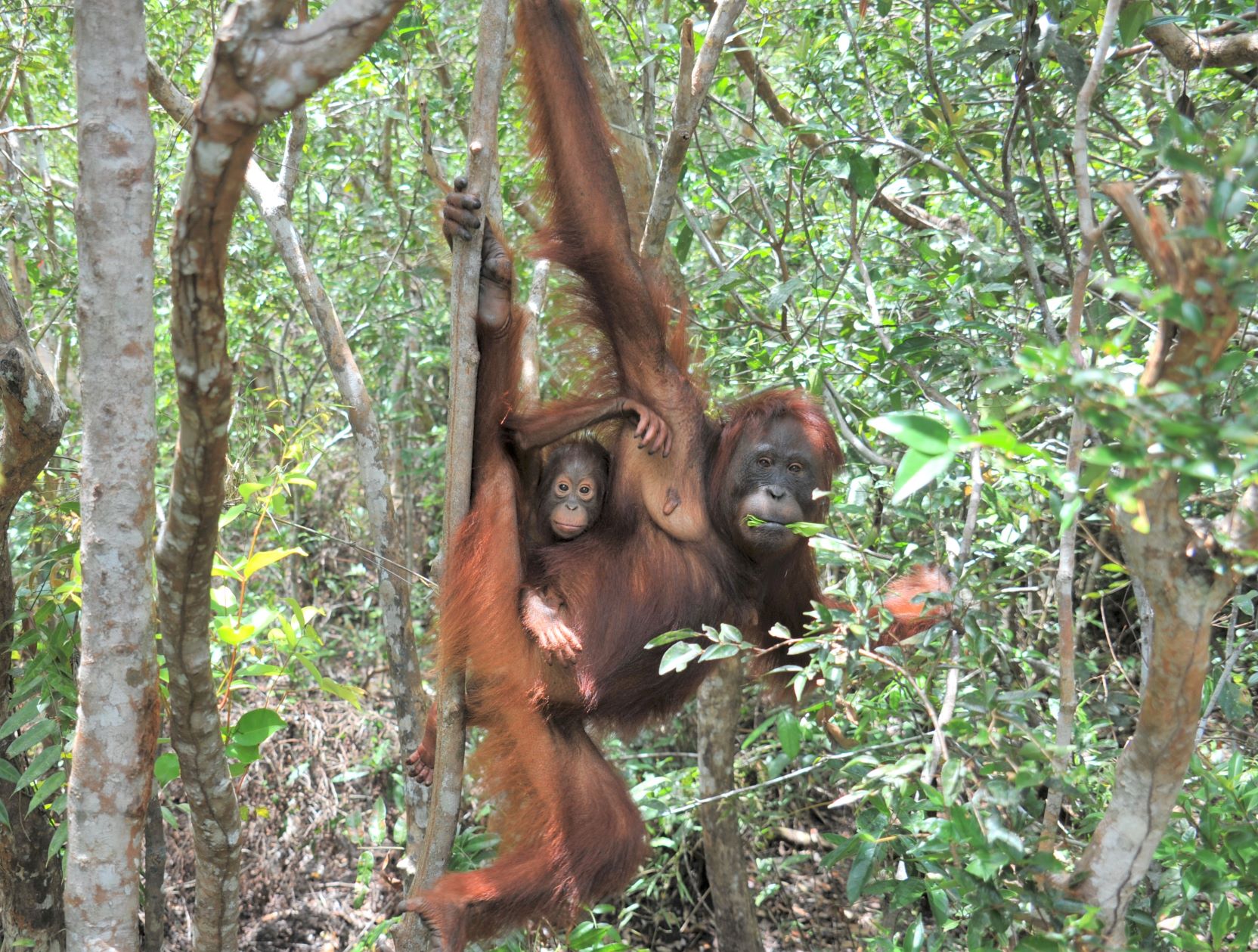 Orangutan and baby